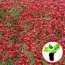 Кореопсис Ruby Red (розсада) фото