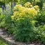 Рутвиця Thalictrum Flavum фото