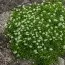Моховинка Green Moss фото