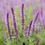 Сальвія Amethyst фото