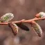 Верба Gracilistyla Melanostachys фото