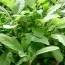 Сальвія Grower’s Friend фото