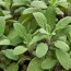 Сальвія Grower’s Friend фото