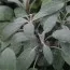 Сальвія Grower’s Friend фото