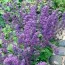 Сальвія Purple Rain фото