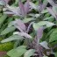 Сальвія Purpurascens фото