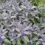 Сальвія Purpurascens фото