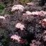 Бузина Black Lace фото