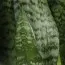 Сансвієрія Zeylanica фото