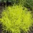 Сантоліна Lemon Fizz фото