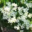 Ломикамінь Арендса White Pixie фото