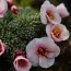 Ломикамінь Peach Blossom фото