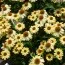 Ехінацея Sandy Yellow фото