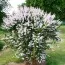 Дейція Scabra фото