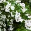 Дейція Scabra фото