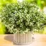 Сцевола White фото