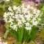 Проліска Bifolia Alba фото