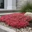 Седум Coral Carpet фото