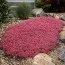 Седум Coral Carpet фото