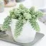 Седум Morganianum фото