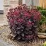 Седум Purple Emperor фото