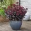 Седум Purple Emperor фото
