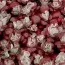 Седум Purpureum фото