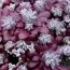 Седум Purpureum фото
