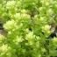 Седум Yellow Queen фото