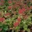 Седум Schorbuser Blut фото