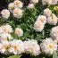 Півонія Serene Pastel фото