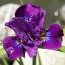 Ірис Siberica Bundle Of Joy фото