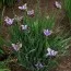 Ірис Sibirica Black Joker фото