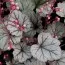 Гейхера Silver Blush фото