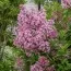 Бузок Pink Parfum фото