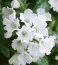 Пульмонарія Sissinghurst White фото