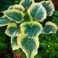 Хоста Snowcap фото