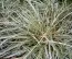 Осока Snowline фото