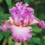 Ірис Social Graces фото