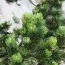 Сосна Mugo Uncinata фото