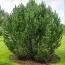 Сосна Mugo Uncinata фото