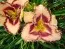 Лілейник Spacecoast Picotee Prince фото