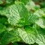 М'ята Spanish Spearmint фото