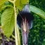 Арізема Speciosum фото