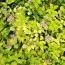 Спірея Golden Carpet фото