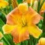 Лілейник EveryDaylily Punch Yellow фото