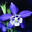 Аквілегія Spring Magic Blue & White фото