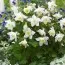 Аквілегія Spring Magic White фото