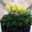 Аквілегія Spring Magic Yellow фото