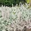 Стахіс Silver Carpet фото